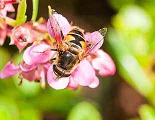 Escallonia与蜜蜂