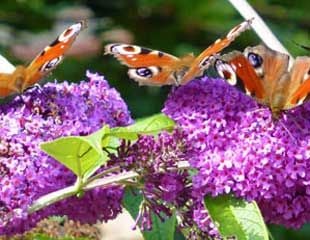  Buddleja davidii with butterflies