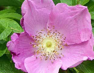 Rosa Rugosa easy to grow ideal in wild area and for hedges