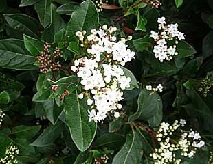 viburnum tinus