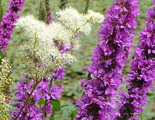 natural-planting-purple-loosestrife-and-meadow-sweet