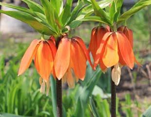 Bold orange Fritillaria imperialis