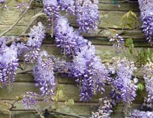 Wisteria blooms