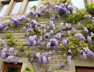 Wisteria fast growing and beautiful