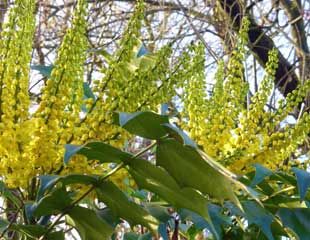 Mahonia blooms in January
