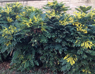Mahonia hedge in bloom