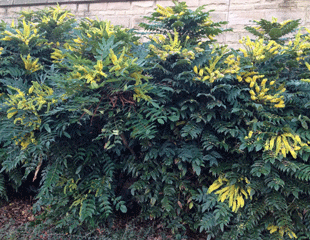 Mahonia hedge