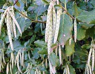 Garrya elliptica