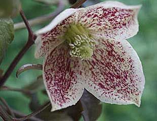 Clematis  cirrhosa is winter flowering