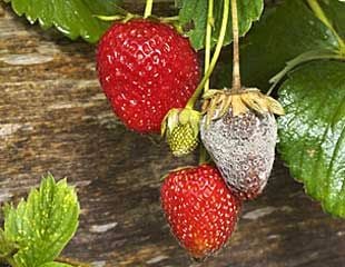 Strawberry and-Botrytis 310