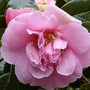 Camellia