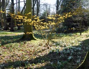 hamamelis common name witch hazel