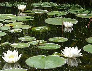 pond lily