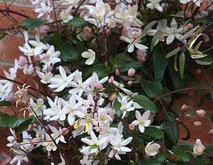Clematis armandii apple blossom lovely delicate pink blooms