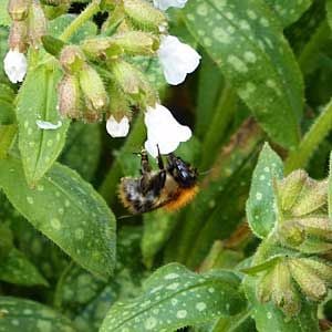 Pulmonaria-sissinghurst-white-with-solitary-bee.-310