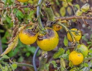 Blight on tomatoes