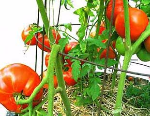 Tomato with broken stem