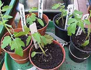 tomatoes seedlings