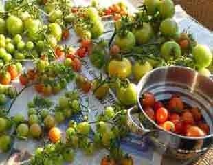 ripening toms