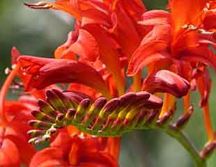 Crocosmia-buds-and-flowers