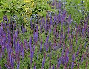 Salvia × sylvestris 'Mainacht'
