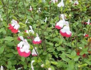 Salvia hot lips a drought tolerant perennial