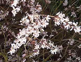 White Forsythia Abeliophyllum. distichum