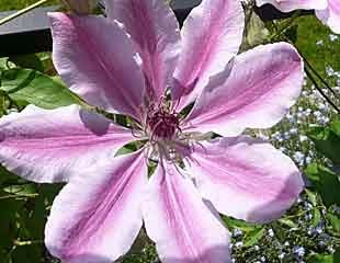 Clematis 'Nelly Moser' 