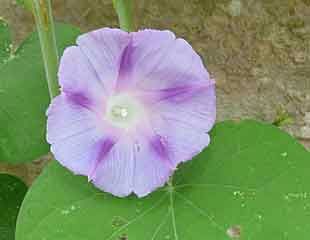 Ipomoea morning glory