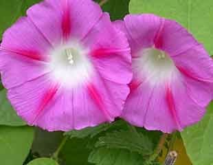 Ipomoea morning glory