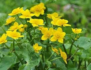 marsh Marigold