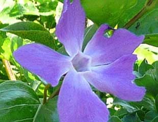 vinca