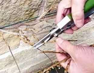 pruning wisteria