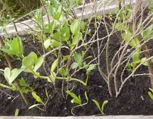 broad-beans-with-support