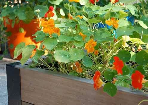 nasturtiums-in-veg-plot-310