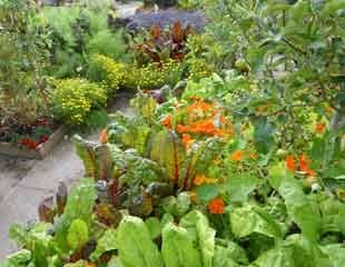 ness botanical colourful veg garden
