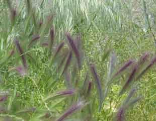 Pennisetum alopecuroides 'Hameln' - Fountain Grass