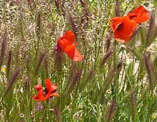 poppies and grasses