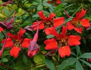 Tropaeolum speciosum the Flame flower bright scarlet climbing plant