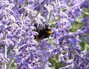 rhododendran with bee