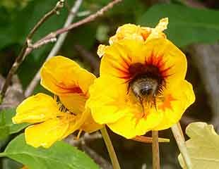 Head first bee in Nasturtium 