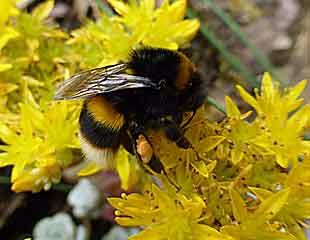 蜜蜂在景天草上亚搏手机版官方登，花粉在腿上