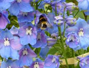 Delphinium with bee