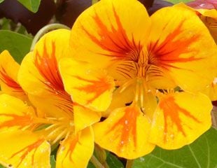 bright yellow nasturtium