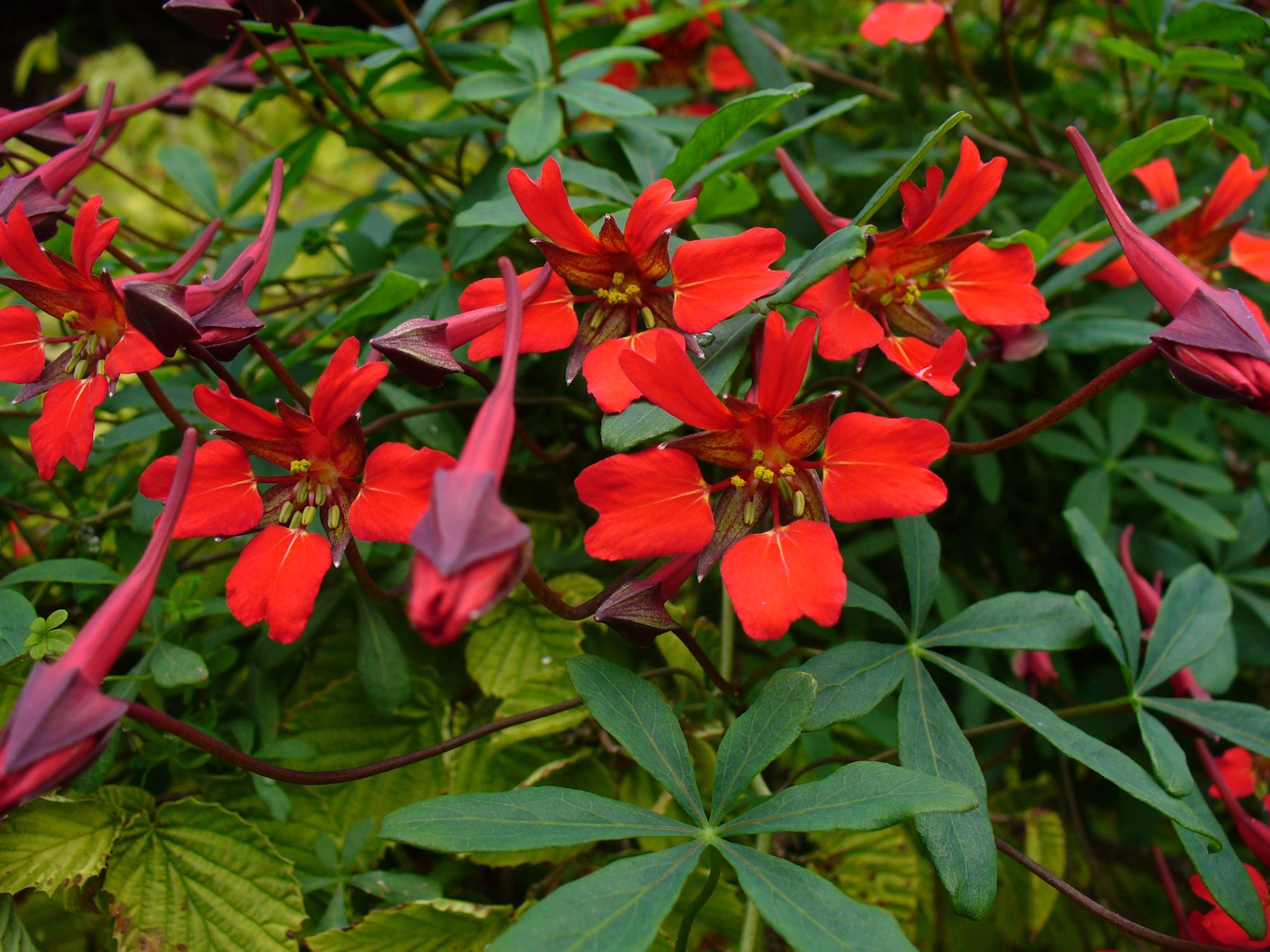 How to grow Tropaeolum speciosum the flame flower