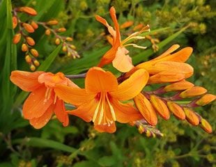 crocosmia