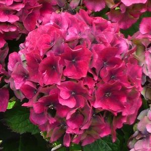 fading hydrangea bloom