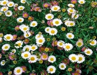 Drought tolerant Erigeron karvinskianus