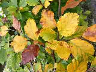 Autumn Beech Hedge 