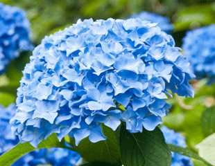 hydrangea lovely blue flowers